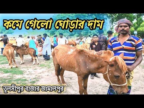 কমে গেলো ঘোড়ার দাম ||  ক্ষুপ অল্প টাকাই পাউয়া যাচ্ছে ঘোড়া তুলশিপুর বাজার ঘোড়ার হাটে|| #ঘোড়া #ghora