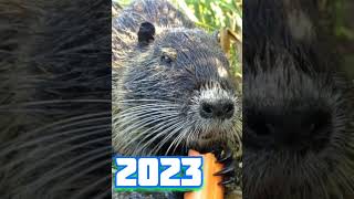 2023 nutria vs 5000bce nutria🥺🥰😘🤗❤️ #viral #trending #youtubeshorts