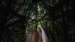 [野生小希】野猪陷阱 #camping #campping #beach #snowcamp #outdoors #food