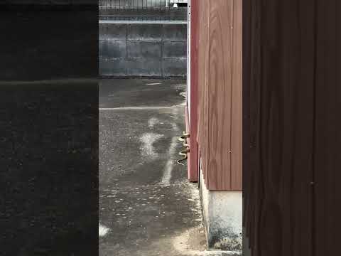 蛇いた,,, めっちゃ無事です