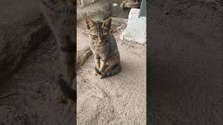 cat 🐈 chahiye anira Ko #viralshorts #cute#ytvideo #shorts #