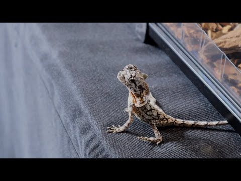Frilled  Dragons with extreme exotics  @ NARBC st. Louis ￼