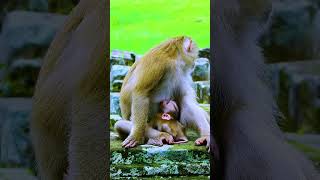 Rainbow Give best Comfort to Luna #monkey #babyluna #animals #babyrose #monkeymom #cutebaby