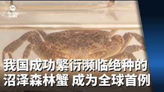 我国成功繁衍濒临绝种的沼泽森林蟹 成为全球首例