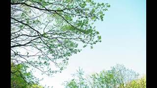 【甘茶の音楽工房】【著作権フリーBGM】寂寞