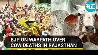 Rajasthan cow deaths stoke political storm; BJP hits Jaipur streets against Gehlot govt