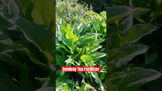 How I make my homemade organic comfrey tea fertilizer! 🌿✨#garden #farmlife #abundance