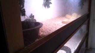 Snake cages