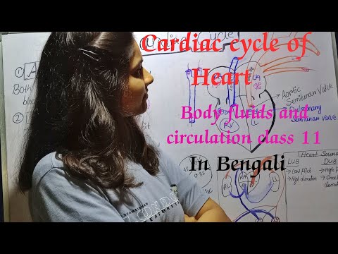 Cardiac cycle of Heart| | Body fluids and circulation Chapter 15 . class 11 ncert @BiologyWorldSayantaniBera