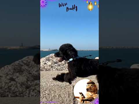 Mercury Retrograde Excuse | Buddy Wisdom 21 #relatablecomedy #funny  #dadjokes #dog