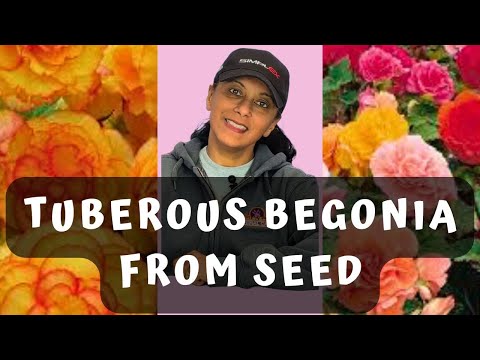 How To Grow Tuberous Begonias From Seed | Easy Begonia Propagation || Budget Gardening