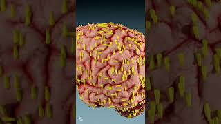 How Brain-Eating Amoeba Kills: The Deadly Effects of Naegleria fowleri  #facts