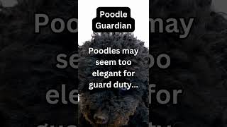 Poodle Guardian #crushgoals #dog