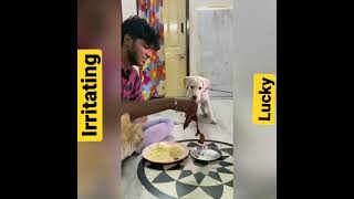 😂irritating Labrador 😂ll funny video ll #shorts #Labrador #shortsbeta