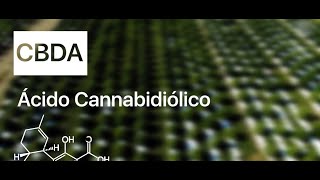 ❗️Datos del CBDA - ácido cannabidiólico
