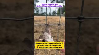 sparrow Trapped in Wire. His Act of kindness changed everything. #sparrow #animals #wildlife #pets