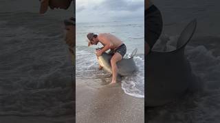 Shark week #miami #miamibeach #ocean #sharkweek #fishing #bullshark #sharkfishing