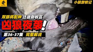 大型紀錄片【小狼放牧記】第36-37集，深夜野狼突襲羊群，遷徙新牧區，理想放牧之地暗藏狼群，兩狼即將配種#坎高犬#狼#牧羊犬#狗#狼群#土耳其#动物世界#動物解説#動物世界