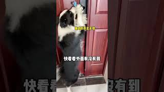 咋又踹我？#动物#萌宠#宠物#animals#cute#funny#pets