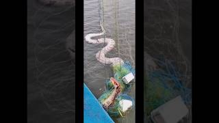 जाल में फसा विशालकाय अजगर , बारेंदा(झारखंड) #snakerescue #anacondanewvideo #bigestsnake