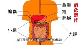 消化器官