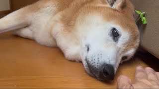 Shiba Inu Fuku After Sunburn Shiba in a sunbathing room on a hot day, worried by three generation...