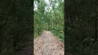 ForestRoad#nature#tigerfallsroad#bhatkal#uttarakannada#karavali#karnataka#incredibleindia