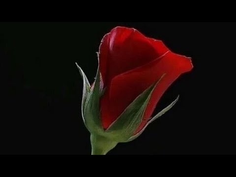new WhatsApp status video। 2021 WhatsApp status video । 4K WhatsApp status video