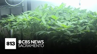 California State Fair exhibit encourages homegrown cannabis