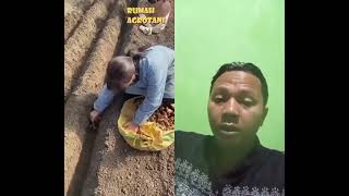 Cara menanam jahe di negara cina #organik #agro #farming #shortvideo