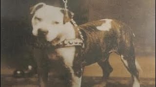 Southern Bulldogs: The American Pit Bull Terrier