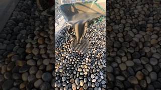 Indian pebble stone flooring #construction #technique #concrete #viralvideo #shorts