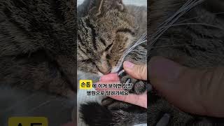 손톱!이거 보이면 당장 병원행 #cat #catlover #catvideo #cutecat #catvlog #catpraying #catreaction #shorts