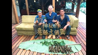 《你不知道的死藤水》胖胖樹帶您親歷亞馬遜探險，了解神秘的死藤水儀式