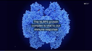 Role of SIRT1-NLRP3 pathway in inflammatory response
