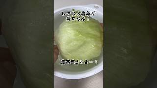 レタスの農薬！　#無添加#無添加食品#無添加生活#添加物#添加物なし#農薬#野菜#レタス