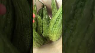 Today’s harvest/Bittergourd or Ampalaya #bittermelon #ampalaya #bittergourd