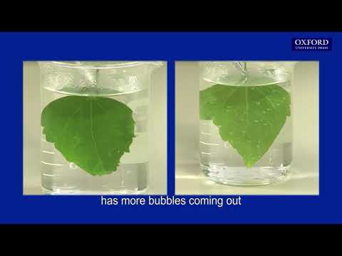 Practical 10.2 Comparing the abundance of stomata on the upper and lower surfaces of a dicot