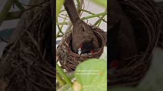 Little bird Guest in my Garden #birdlove #bulbul #bird #garden #nest #birdeggs