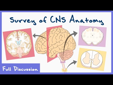 Anatomy Of The Central Nervous System (Spinal Cord, Brainstem, Brain) | Full discussion