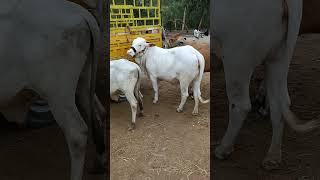 Bachrain #Desicow #maveshi #beautifulcowbaby #dehativlog #funny #foryou #shotsvideo #hasnainvlogs