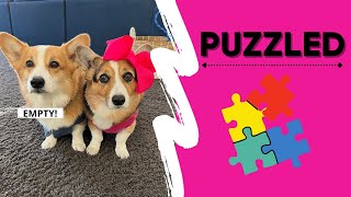 Dog Solves RIDDLE! #puzzle #corgi