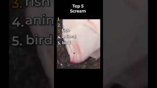 the top scream clips in the world