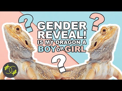 How to sex a baby bearded dragon - How to handle a beaded dragon - Cookies Critters