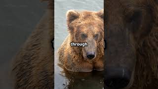 The MIGHTY Kodiak Bear