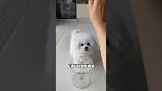 如何快速教会狗狗丢垃圾#幼犬训练#萌宠出道计划#狗狗
