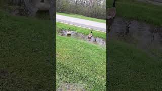 Geese found a pond #goose #geese #geeselive #spring #nature #birds #shorts #short #wildlife #canada
