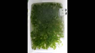 滿滿的金魚藻跟水蘊草