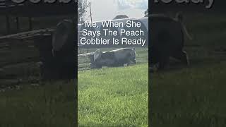 Me when Brooke says the peach cobbler is ready! #farmfun #fun #farm #farmlife