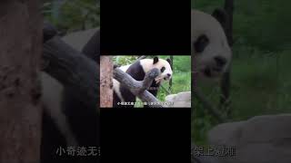 看到被不良游客吓坏的小奇迹，才明白文明观猫有多重要#大熊猫 #panda #纪录片 #追娱秀场#shorts